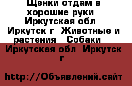 Щенки отдам в хорошие руки - Иркутская обл., Иркутск г. Животные и растения » Собаки   . Иркутская обл.,Иркутск г.